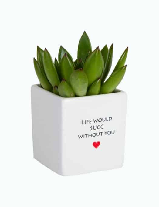 Product Image of the Mini Succulent With Pot