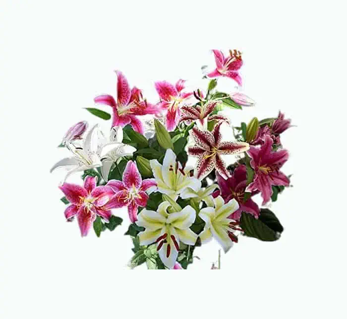 Product Image of the Mixed Oriental Lilies (8 Pack of Bulbs) - Freshly Dug Lily Flower Bulbs