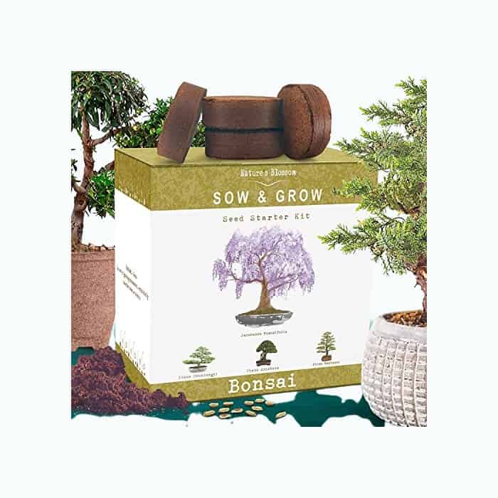 Product Image of the Nature's Blossom Bonsai Tree Kit