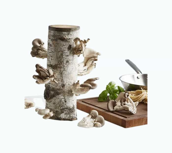 Product Image of the Oyster Mushroom Log Kit