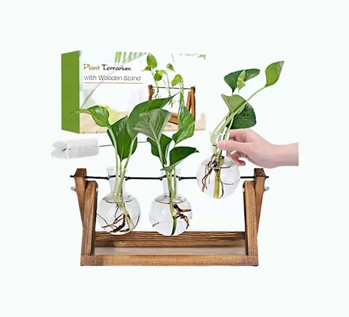 Product Image of the Propagation Stations Plant Terrarium with Wooden Stand