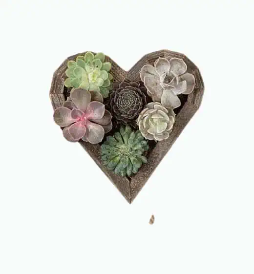 Product Image of the Redwood Succulent Heart Kit