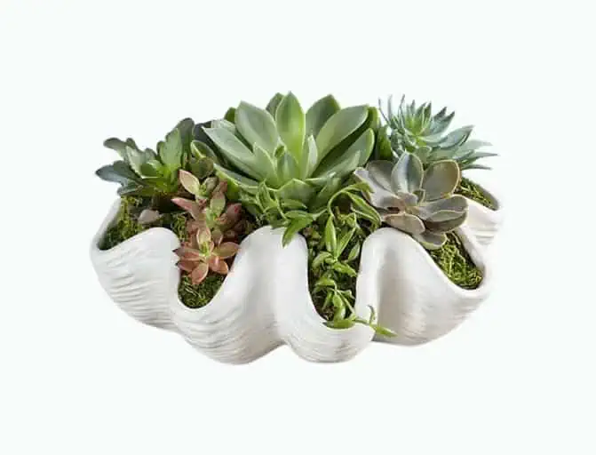 Product Image of the Seashell Succulent Garden