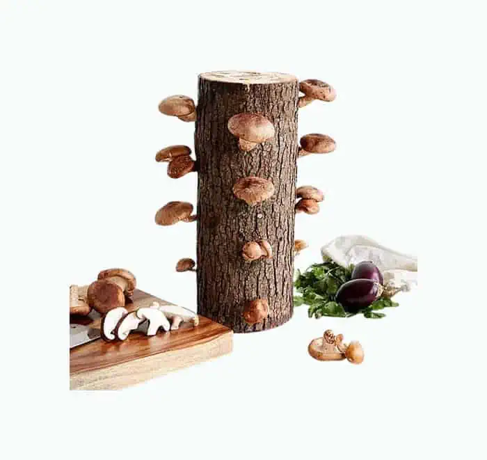 Product Image of the Shiitake Mushroom Log Kit