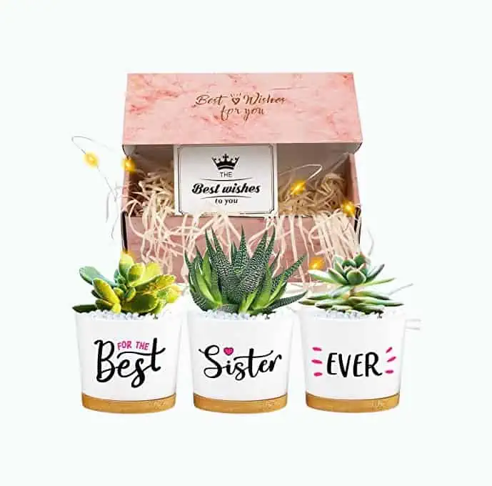 Product Image of the Sister Plant Pots