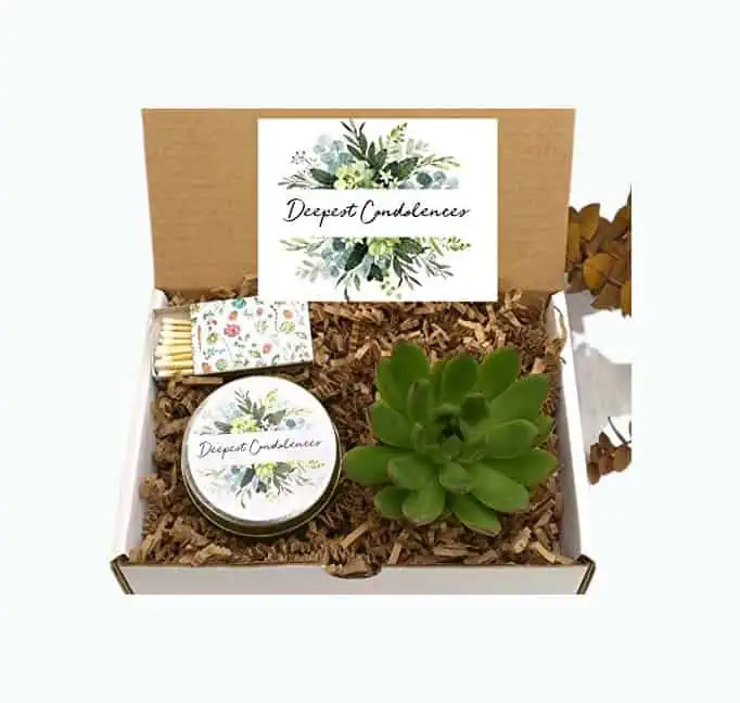 Product Image of the Succulent Gift Box