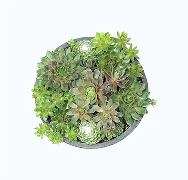Product Image of the Succulent Planter Bowl