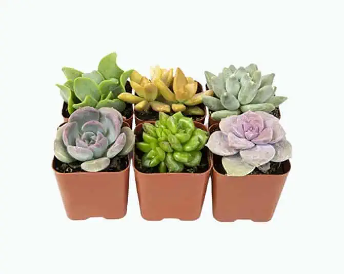 Product Image of the Succulent Plants (5 Pack)