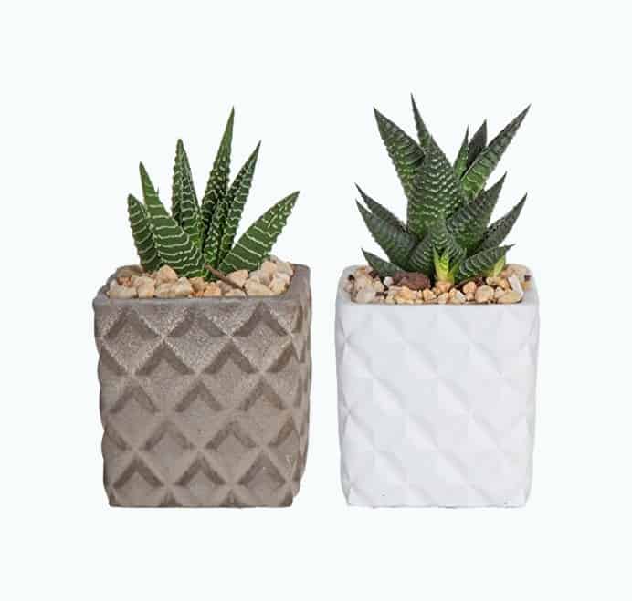 Product Image of the Succulents in Two-Tone Planter with Grow Tag, 2-Pack
