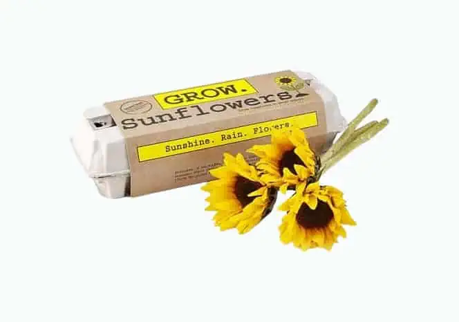 Product Image of the Sunflower Garden Grow Kit