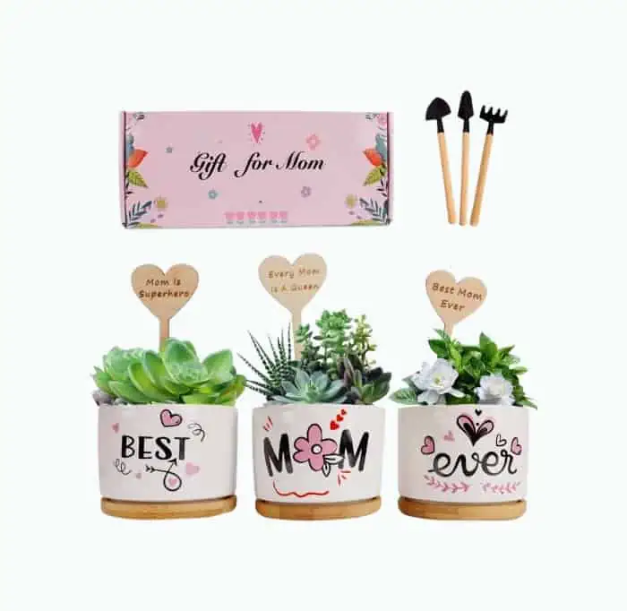 Product Image of the Three-Piece Succulent Pots