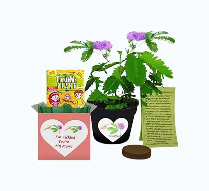 Product Image of the TickleMe Plant Set