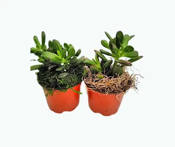 Product Image of the Two Large Jade Plant With Moss - Crassula Ovuta